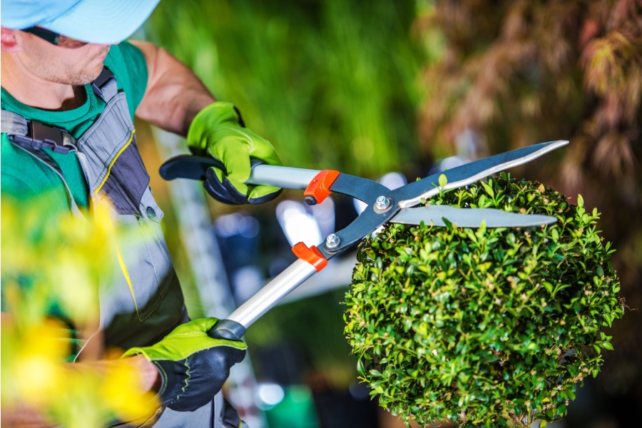 Mann schneidet Strauch mit Gartenschere