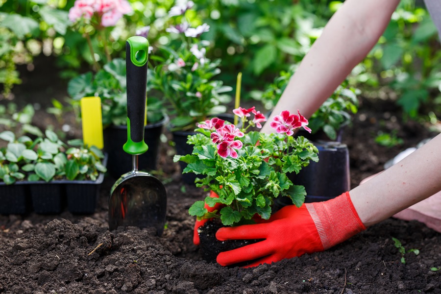 Person mit Gartenhandschuhen pflanzt blühende Pflanze in Erde ein